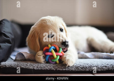 Golden Retriever cucciolo di cane giocando con il giocattolo mentre giaceva su den Foto Stock