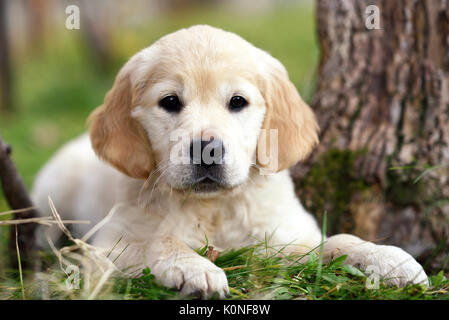 Giovani golden retriever cucciolo sdraiati sull'erba all'aperto ai piedi di un albero guardando la telecamera inn un basso angolo di visione Foto Stock