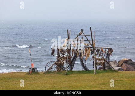 Rack per essiccazione di pesce sulla parte settentrionale della costa dell'Islanda Foto Stock