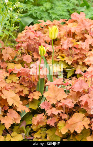 Tulip (tulipa) e Peloso alumroot (heuchera villosa 'caramel') Foto Stock