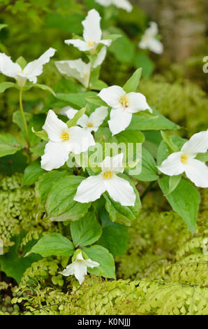 Grande fiore (trillium trillium grandiflorum) Foto Stock