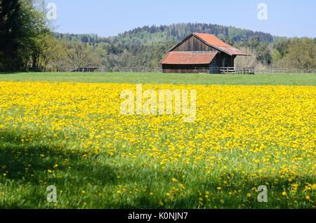 Comune di tarassaco (Taraxacum officinale) Foto Stock