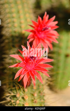Cleistocactus samaipatanus Foto Stock