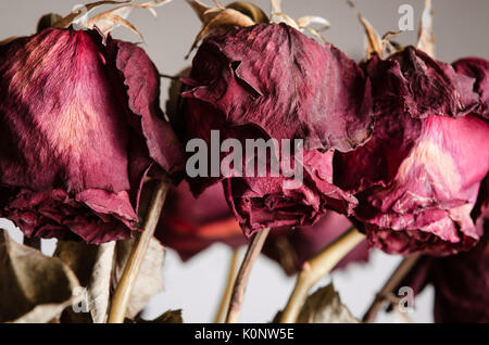 Close up della depressione, morto flowerheads di rose rosse su steli. Foto Stock