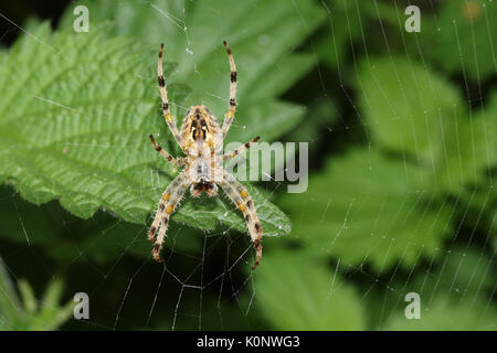 La parte inferiore di un giardino europeo Spider o Croce Orb-Weaver (Araneus diadematus) appollaiato sul suo web. Foto Stock