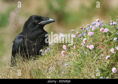 Un giovane Corvo Imperiale (Corvus corax) seduti sulla sommità di una rupe circondata da fiori selvatici. Foto Stock