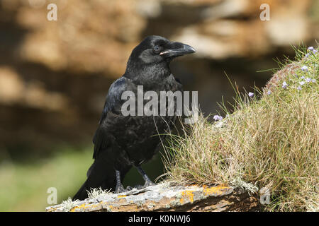 Un giovane Corvo Imperiale (Corvus corax) seduto sulla cima di una scogliera sulle isole Orcadi, Scozia. Foto Stock