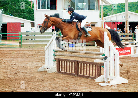 Una femmina di cavaliere equestre il salto di un cavallo su un recinto Foto Stock