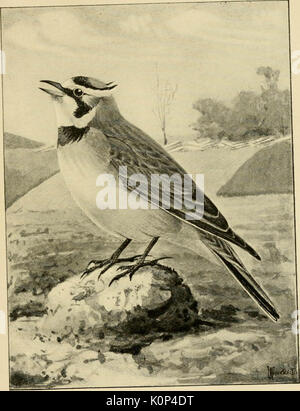 'Song uccelli e uccelli acquatici" (1897) Foto Stock