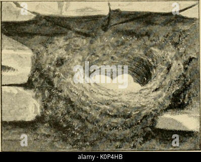 'Song uccelli e uccelli acquatici" (1897) Foto Stock