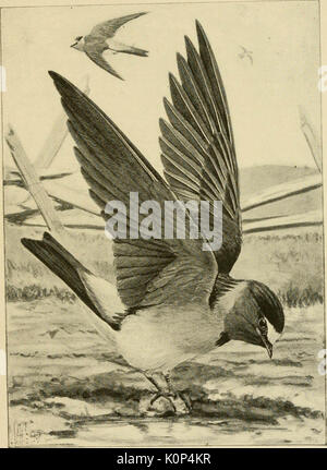 'Song uccelli e uccelli acquatici" (1897) Foto Stock