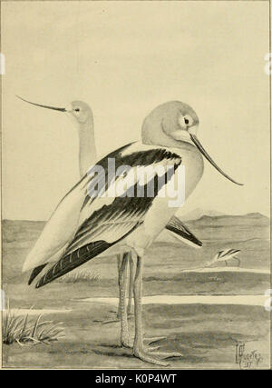 'Song uccelli e uccelli acquatici" (1897) Foto Stock