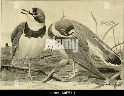 'Song uccelli e uccelli acquatici" (1897) Foto Stock