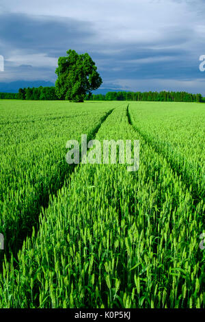 Il trattore via i segni lasciati nel settore agricolo campo di grano Foto Stock