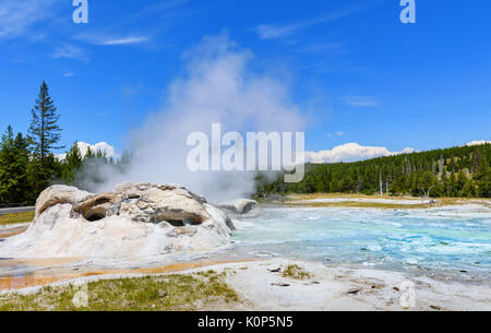 In eruzione acque e vapore di Grotto Geyser in Upper Geyser Basin. Il parco nazionale di Yellowstone Foto Stock