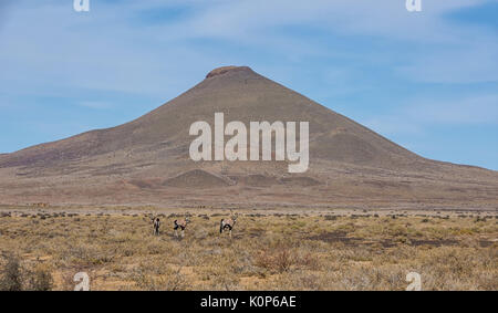 Antilope Gemsbok nel sud della savana africana Foto Stock