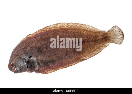 Tutta la singola sogliola fresca pesce su sfondo bianco Foto Stock