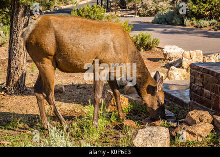 Lungo il Parco Nazionale del Grand Canyon in Arizona ci sono più vedette e si affaccia per vedere giù nel canyon. Foto Stock