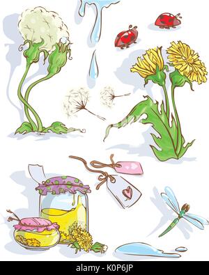Vector tarassaco con libellula, tarassaco marmellata, ladybugs ed etichette in stile vintage. Illustrazione Vettoriale