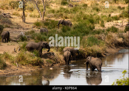 Una mandria di elefanti a Orpen Dam, Kruger National Park, Sud Africa Foto Stock