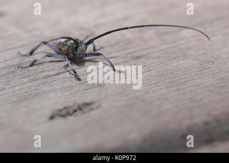 Macro di Monochamus sutor, un longhorn beetle. Foto Stock