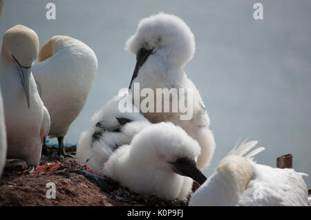 Giovani northern gannet sull isola di Helgoland, Germania Foto Stock