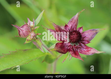 Fiore di Comarum palustre, il Purple marshlocks. Foto Stock