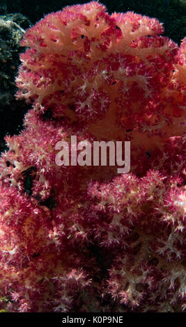 Rosa corallo morbido è stata lo snorkeling nella topografia carsica della Baia delle Isole, Vanua Balavu, Lau group, Isole Figi Foto Stock
