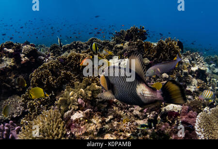 Un Titano pesci balestra attira una folla di altri pesci come chomps su un invertebrato nella barriera corallina delle isole Figi Foto Stock