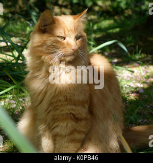 Gatto al sole Foto Stock