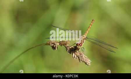 Common darter (Sympetrum striolatum) seduta sulla testa di erba. Foto Stock