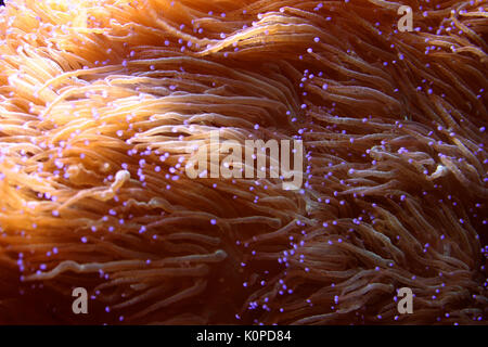 Close-up di anemoni di mare spostando i loro tentacoli Foto Stock