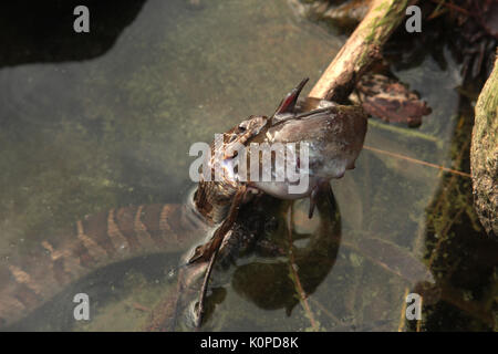 Snake difficoltà a deglutire il pesce Foto Stock