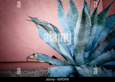 Ancora la vita di verde bluastro agave pianta con lunghe spine lungo la lunghezza dei grandi foglie Foto Stock