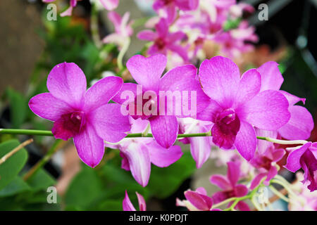 Tre orchidee in una fila magenta, rosa / viola a un tempio thailandese Foto Stock