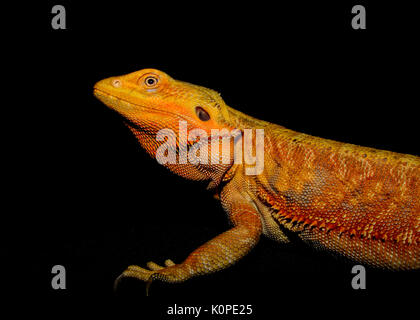 Femmina grande drago Barbuto (Pogona) Close-up con sfondo nero. Evidenziando il viso e testa Foto Stock