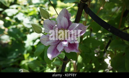 Flower clematide piilu viola bianco Foto Stock