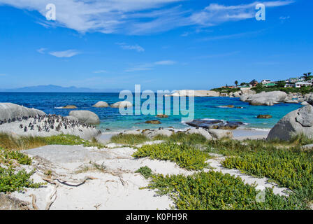 I Penguins africani (Spheniscus demersus) sul masso di granito di Boulders Beach. Parte di Table Mountain National Park, Simon's Town, Sud Africa Foto Stock