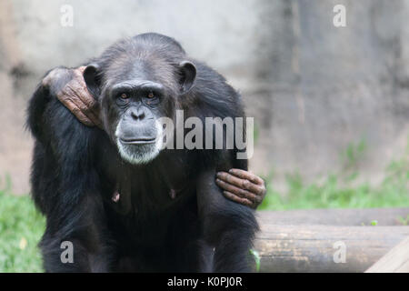 Femmina ritratto di scimpanzé guardando dritto verso la fotocamera con il suo bambino cub (visibile afferrando le mani) sul retro. Grigio al di fuori della messa a fuoco lo sfondo. Foto Stock