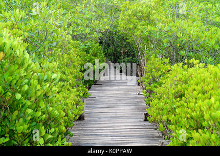 Lungo il percorso di legno tra verde vibrante di mangrovia indiano o spronato la foresta di mangrovie di provincia di Rayong, Thailandia Foto Stock