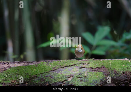 Rufous-browed Flycatcher (Ficedula solitaris) Pesce persico sul ramo Foto Stock