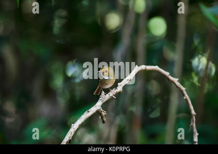 Rufous-browed Flycatcher (Ficedula solitaris) Pesce persico sul ramo Foto Stock