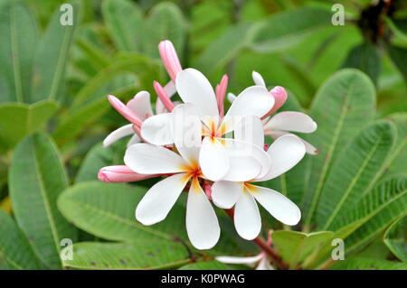 Plumeria (nome comune Frangipani) è un genere di piante in fiore della famiglia che comprende Dogbane: Apocynaceae. Foto Stock