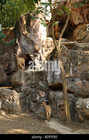 Mufloni sono eccellenti, sure-footed ponticelli e gli scalatori. Foto Stock