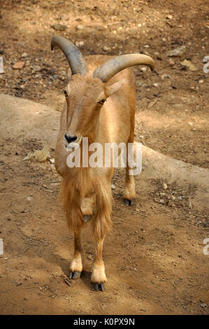 Mufloni sono eccellenti, sure-footed ponticelli e gli scalatori. Foto Stock