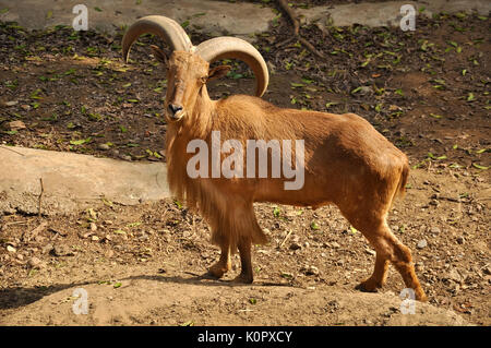 Mufloni sono eccellenti, sure-footed ponticelli e gli scalatori. Foto Stock