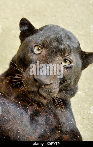 Panther è in realtà un Leopard, Leopard fur è nero, ma coperto tutto il corpo. Foto Stock