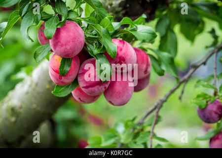 Bellissimo sfondo di rosso susine mature sulla struttura ad albero Foto Stock