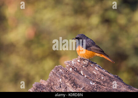 Il codirosso spazzacamino (Phoenicurus ochruros) maschio a Bharatpur Bird Sanctuary Foto Stock