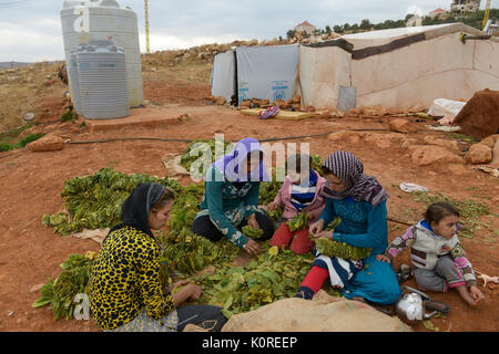 Il Libano Deir el Ahmad, campo per rifugiati siriano, le donne e i bambini lavorano come lavoratore stagionale, il tabacco raccolto e di essiccazione / LIBANON Deir el Ahmad, Camp fuer syrische Fluechtlinge am Dorfrand, Frauen und Kinder arbeiten als Erntehelfer, Tabakernte und Trocknung Foto Stock